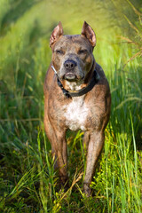 American Staffordshire terrier in grass