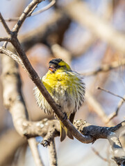 Eurasian siskin male, latin name spinus spinus, sitting on branch of tree. Cute little yellow songbird.