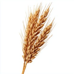 Golden Wheat Ear: Nature's Bounty , PNG isolated cut out image
