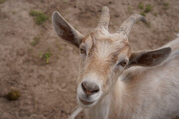lose up portrait of brown goat with horns looking directly. The goat's gaze