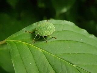 Close-up of a well-camouflaged green stink bug resting on a green leaf with a dark blurred...