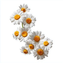 Fototapeta premium Delicate White Daisies Bouquet , PNG isolated cut out image