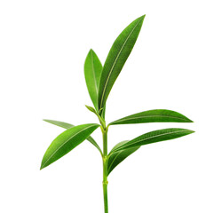 green oleander twig is isolated on a transparent background