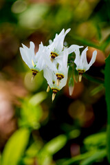 Amethyst Shooting Star Flower white