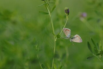 butterfly on grass