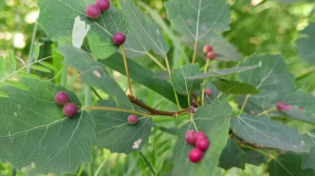Cluster of aspen leaf galls on green foliage caused by nutcracker insects