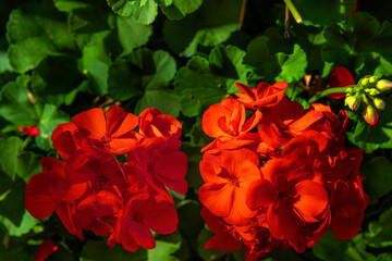 Close up of blooming red geranium flower in a garden.
