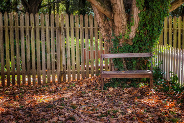 Fallen Autumn Leaves beneath a tree in a fenced in yard with a bench.