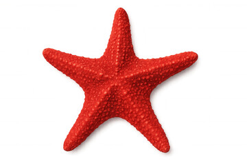 Crimson starfish resting on clear surface, revealing textured exoskeleton and distinctive oceanic characteristics