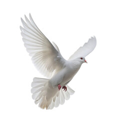 Obraz premium White dove in flight isolated on transparent background