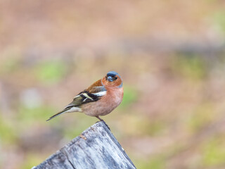 Common chaffinch, Fringilla coelebs, sits on a tree. Common chaffinch in wildlife.