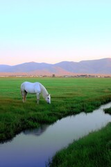 Fototapeta premium Horse grazing beside stream in lush meadow