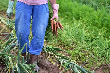 Naklejka premium Farmer in blue pants and gloves holds freshly harvested carrots in green vegetable garden with onions. Rural agriculture and organic food growing.