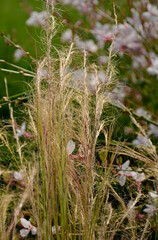 włosowate kwiatostany ostnicy cieniutkiej oświetlone słońcem, kwitnąca ostanica cieniutka, Stipa tenuissima, flowering stipa, known as feather grass, needlegrass, spear grass in the steppe	