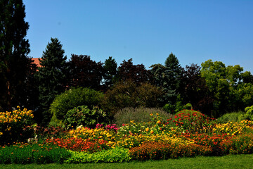 kolorowa rabata kwiatowa w ogrodzie, aksamitki, cynie, lawenda, słoneczniki, Wilec ziemniaczany, Ipomoea batatas, Tagetes, Zinnia, Helianthus, Lavandula, colorful flowerbed in garden, garden designer	