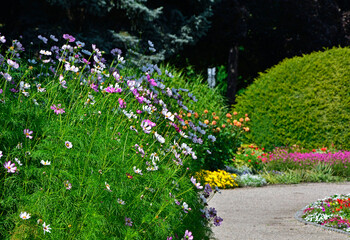 kwitnący kosmos przy ścieżce w ogrodzie, kosmos podwójnie pierzasty, onętek, Cosmos bipinnatus, kolorowe kosmosy, łąka kwietna z kosmosów, garden cosmos, Mexican aster, Prairie fleurie © kateej