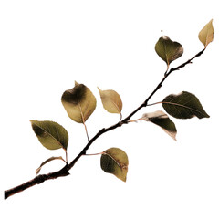 autumn leaves isolated on white