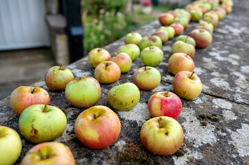 Long rows of apples laying out on a stone wall for storage and drying in a rural English village....
