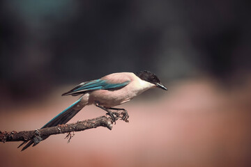 Obraz premium Side photograph of an azure-winged magpie (Cyanopica cyanus), highlighting its tail and blue wings in great detail. The dark background intensifies the bird’s silhouette.