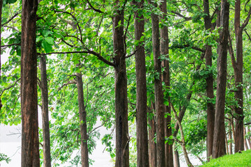 natural teak tree plantation forest in kerala Nilambur, known as the Teak Town