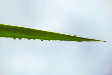 Chalcid wasp (Chalcidoidea) on a plant leaf