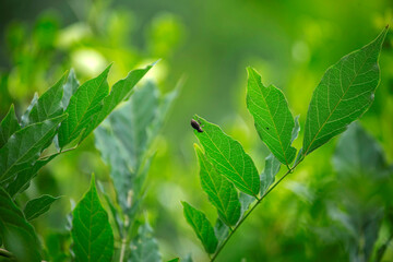 European weevil beetle (Liophloeus tessulatus)