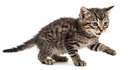 Fototapeta premium Cute tabby kitten exploring