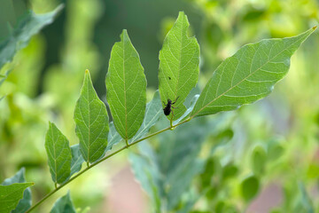 European weevil beetle (Liophloeus tessulatus)