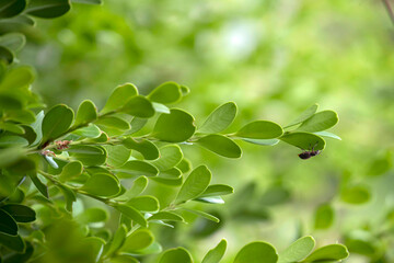 European weevil beetle (Liophloeus tessulatus)