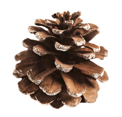 brown forest cone is highlighted on a transparent background