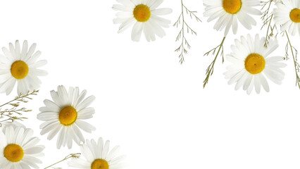 Obraz premium White daisy flowers with yellow centers isolated on transparent background