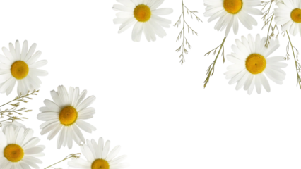 White daisy flowers with yellow centers isolated on transparent background