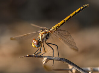Dragonfly Perched on a Branch at Sunset