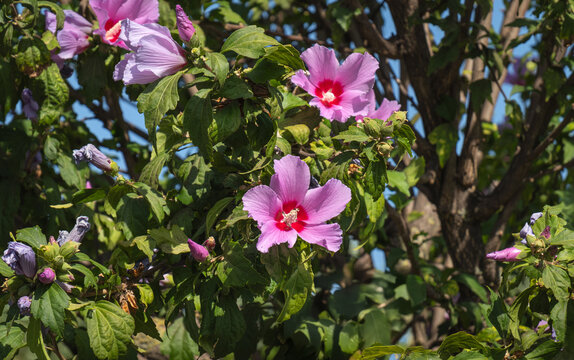 Blooming Hibiscus syriacus tree pink flowers and leaves. rose mallow. gul hatmi.	