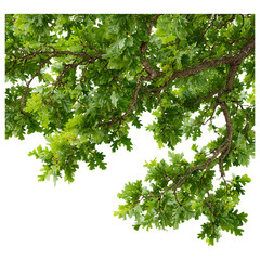 Obraz premium green maple leaves