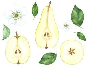 Watercolor illustration of pears, flowers, and leaves