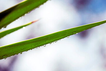 Water drops on a leaf