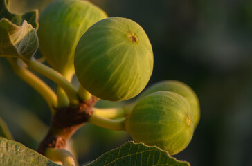 Mediterranean Fig Tree with Ripe Figs in Daylight