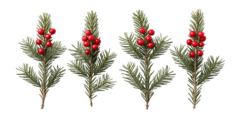Four sprigs of red berries and green foliage isolated on transparent background