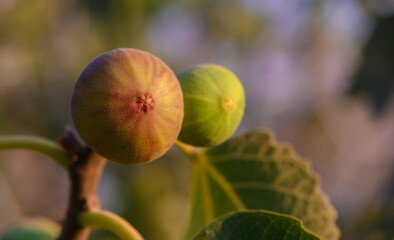 Sunset Figs on Tree Branch in Cyprus