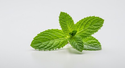 Fresh Green Mint Leaves on White Background