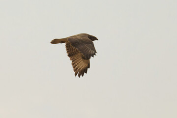 Common Buzzard in Flight