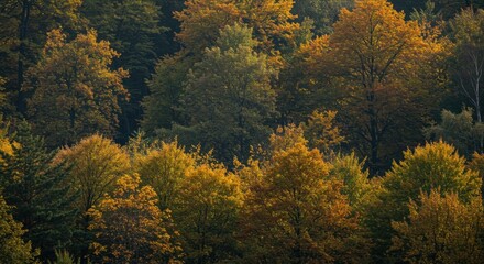 Autumn Forest Landscape with Golden and Yellow Leaves