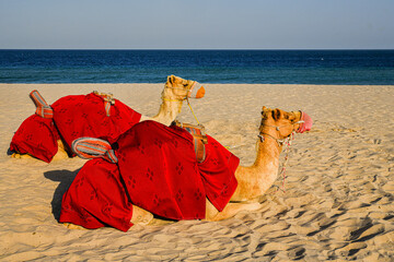  
Two camels adorned with colorful blankets rest in a golden desert