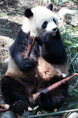 Obraz premium Close up panda eating bamboo shoot, Chengdu , China