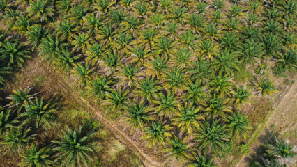 Expansive Palm Oil Plantation Viewed from Above, Showing Rows of Verdant Green Trees republic of...