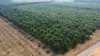 Vast Palm Oil Plantation Stretching into the Horizon with Rural Roadway, Aerial Perspective...