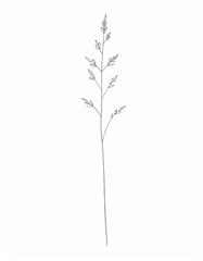 Delicate Tall Grass Seedhead in Minimalist Style on White Background