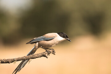 Azure-winged magpie  perched on a branch, showing its elegant profile with blue and black plumage in a sunny environment.