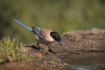 Azure-winged magpie (Cyanopica cyanus) drinking water at the edge of a pond, with natural reflections and a green environment.